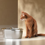 Petlibro stainless steel automatic pet water fountain with flowing water next to a brown cat