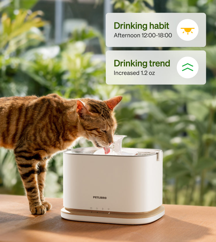 Petlibro PETLIBRO pet drinking fountain with tabby cat; app stats overlay, not a litter box, white water bowl on table