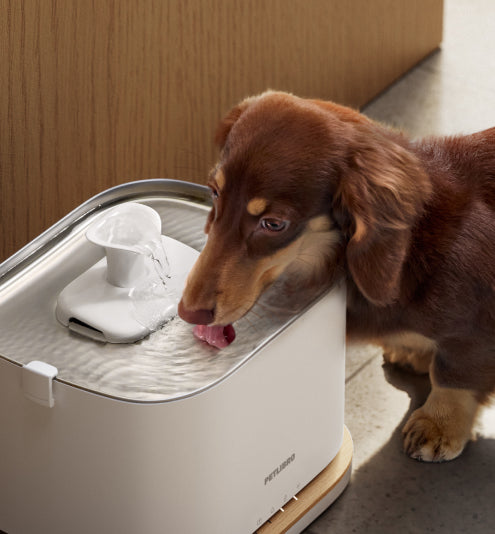 Petlibro PETLIBRO pet drinking fountain, white water bowl with spout, dog lapping water beside it, indoor scene