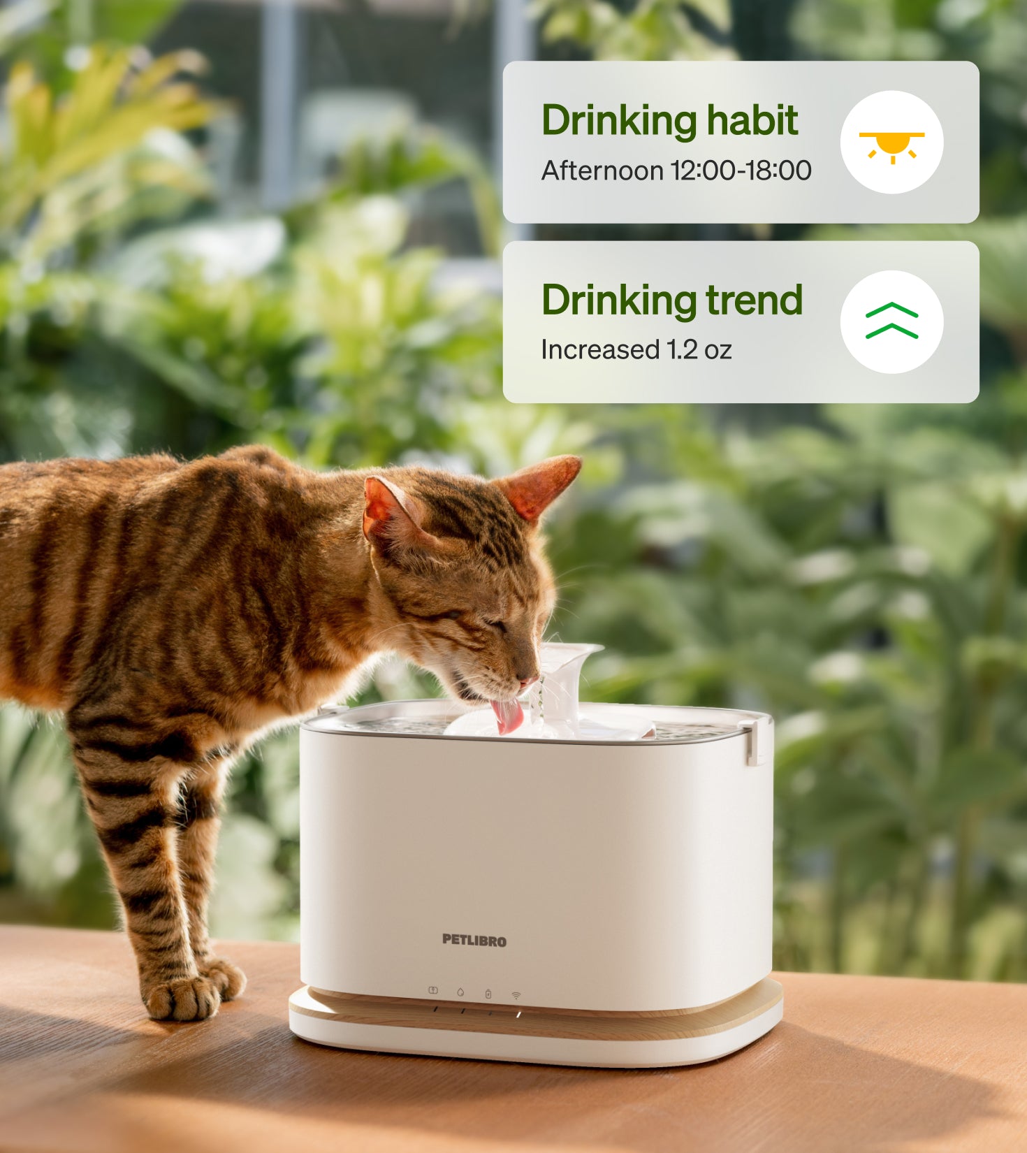 Petlibro PETLIBRO pet cat drinking from white water fountain; app stats overlay, not a litter box, indoor tabletop scene
