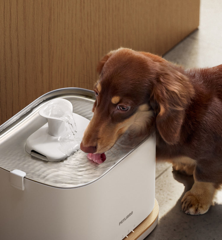 Petlibro PETLIBRO pet water fountain, white with stainless top, puppy drinking beside it; not a litter box product scene