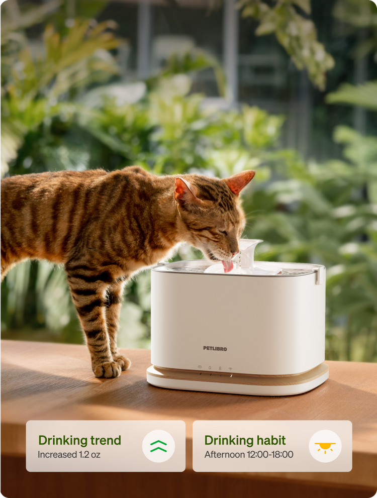 Petlibro cat drinking from white Petlibro water fountain on wooden table, green plants background, app stats shown below