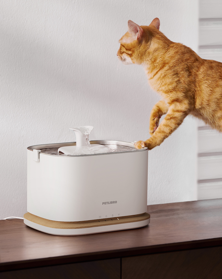 Petlibro PETLIBRO pet fountain, white with wood base, flowing water spout as orange tabby cat reaches to drink on table