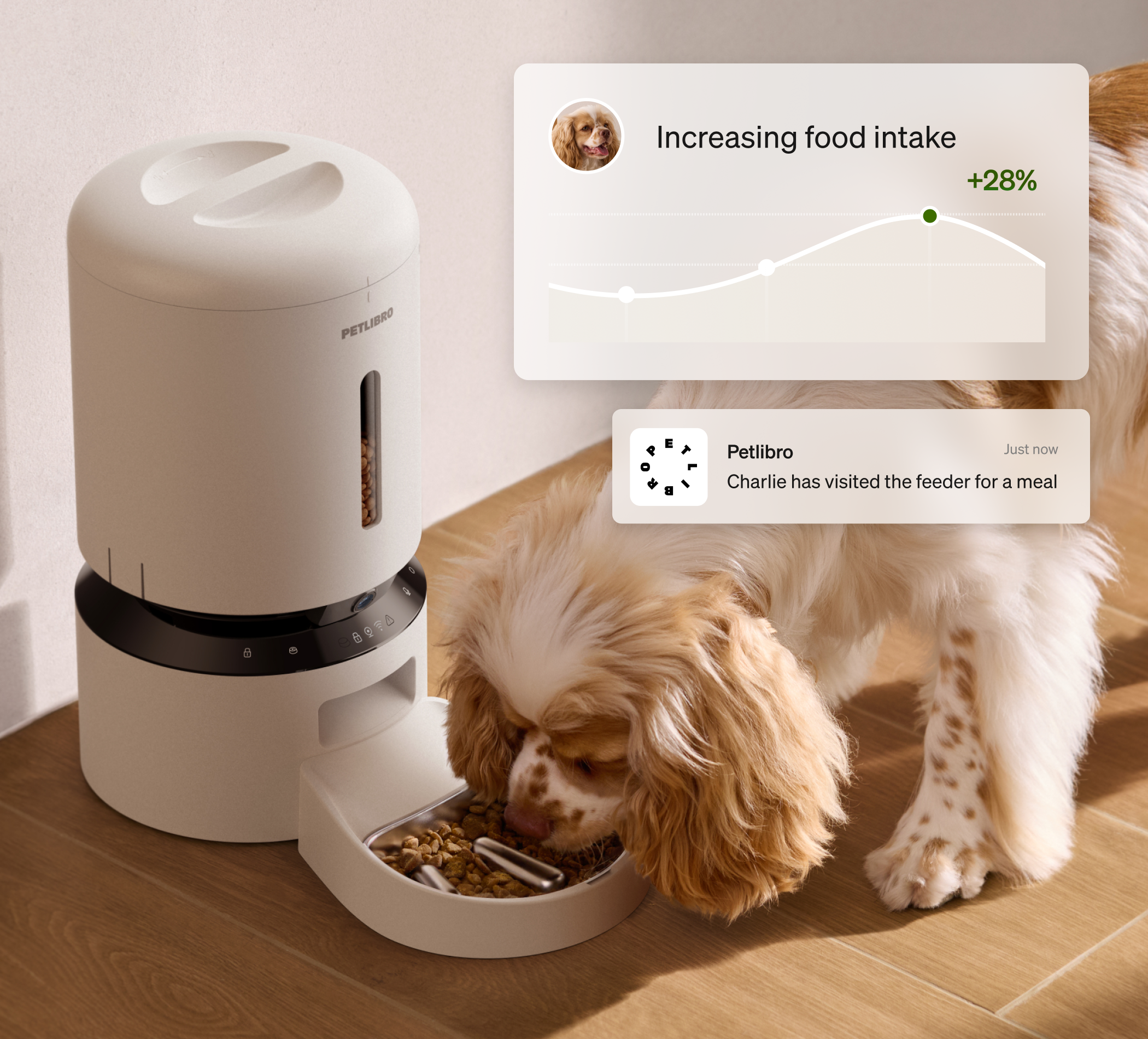 Petlibro automatic beige pet feeder dispensing dry food to a small brown and white dog indoors with feeding activity notifications and graph