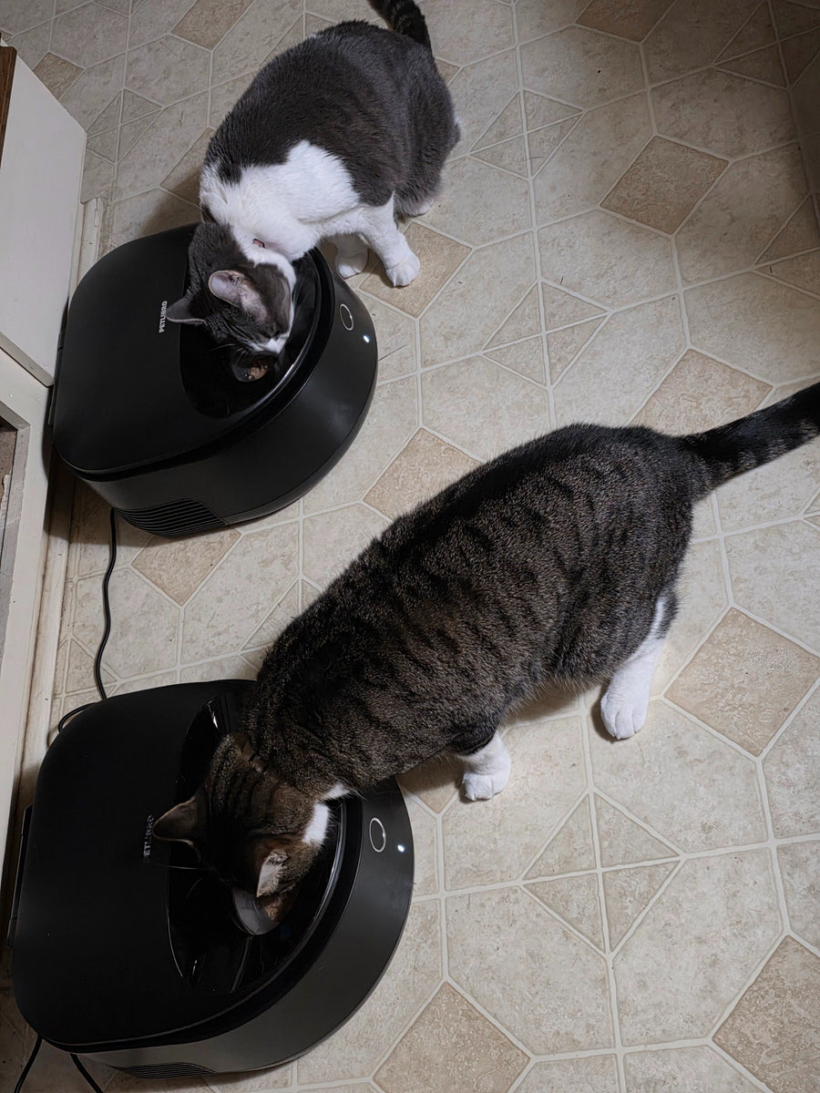 Customer pet hydration photo