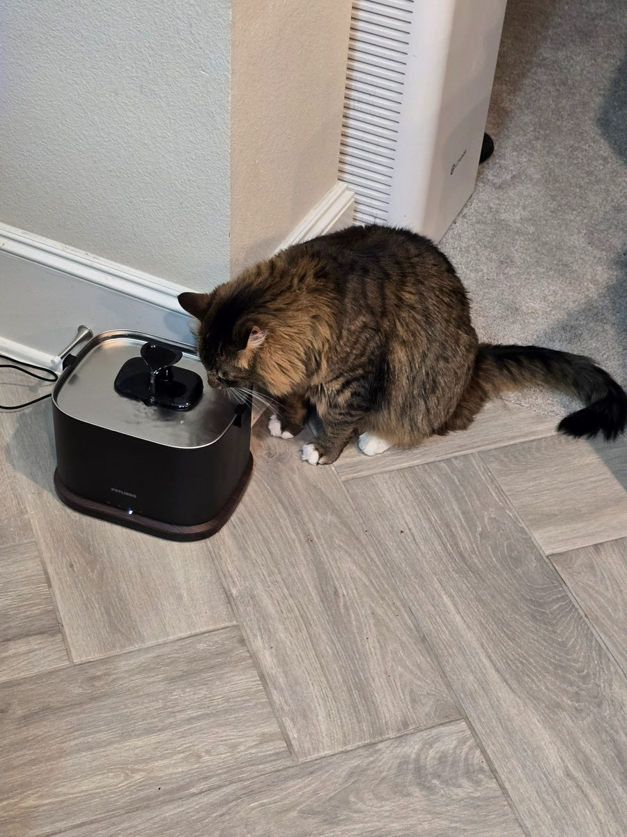 Customer pet hydration photo