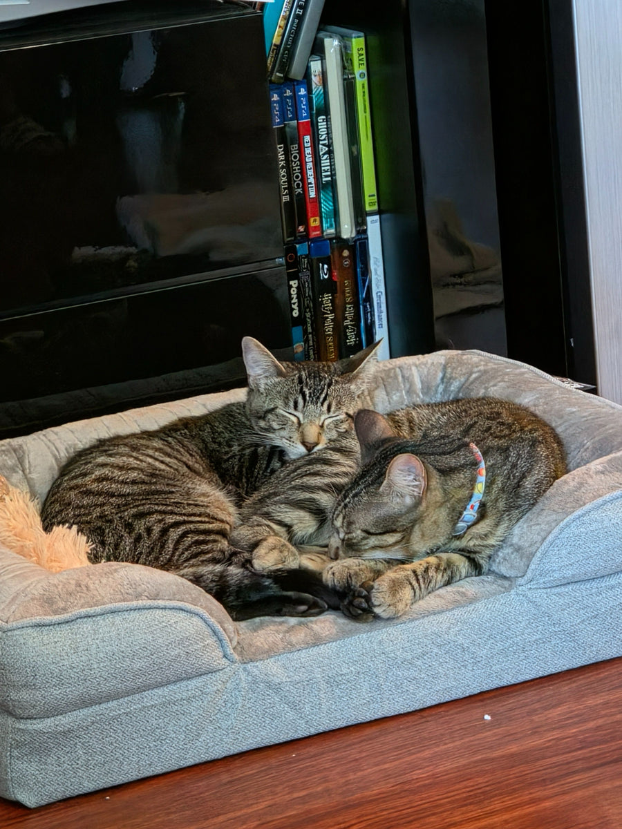 Customer pet hydration photo