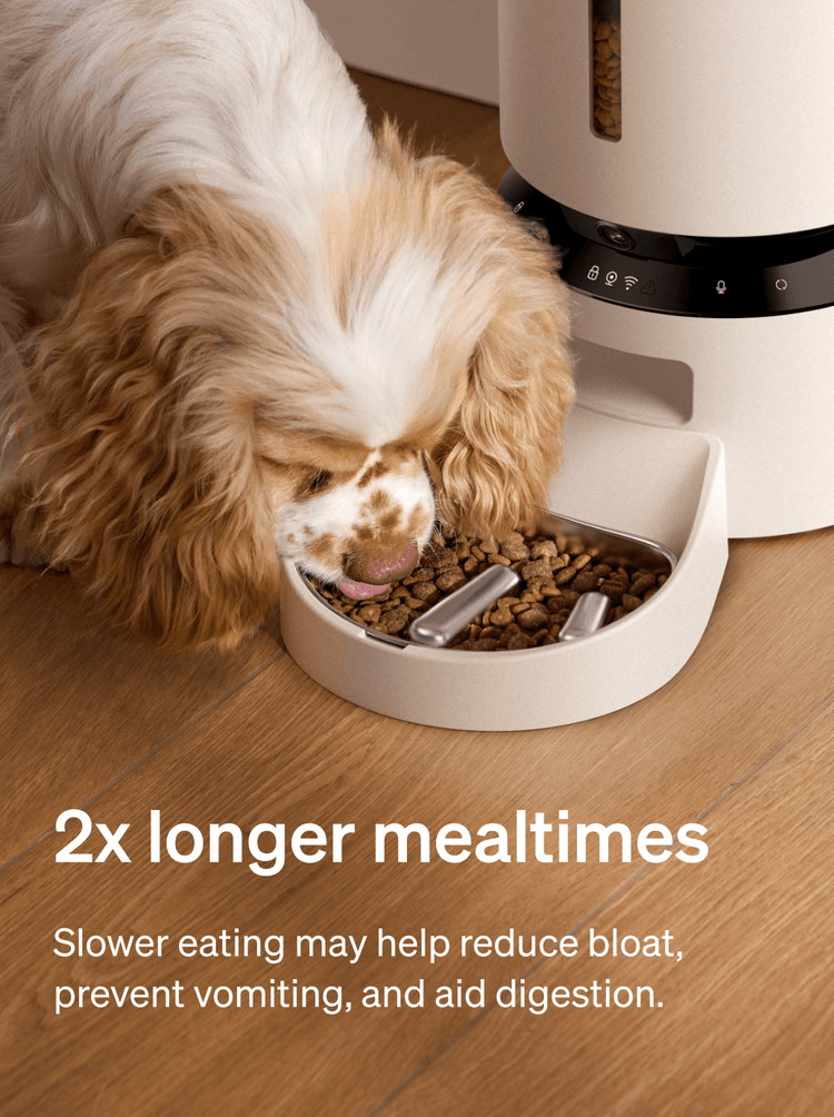 Petlibro PETLIBRO cat automatic feeder with slow-feeding bowl; dog eating kibble on wood floor, “2x longer mealtimes” text