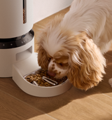 Petlibro PETLIBRO pet fountain and cat automatic feeder, white unit with stainless bowl, dog eating kibble on wood floor