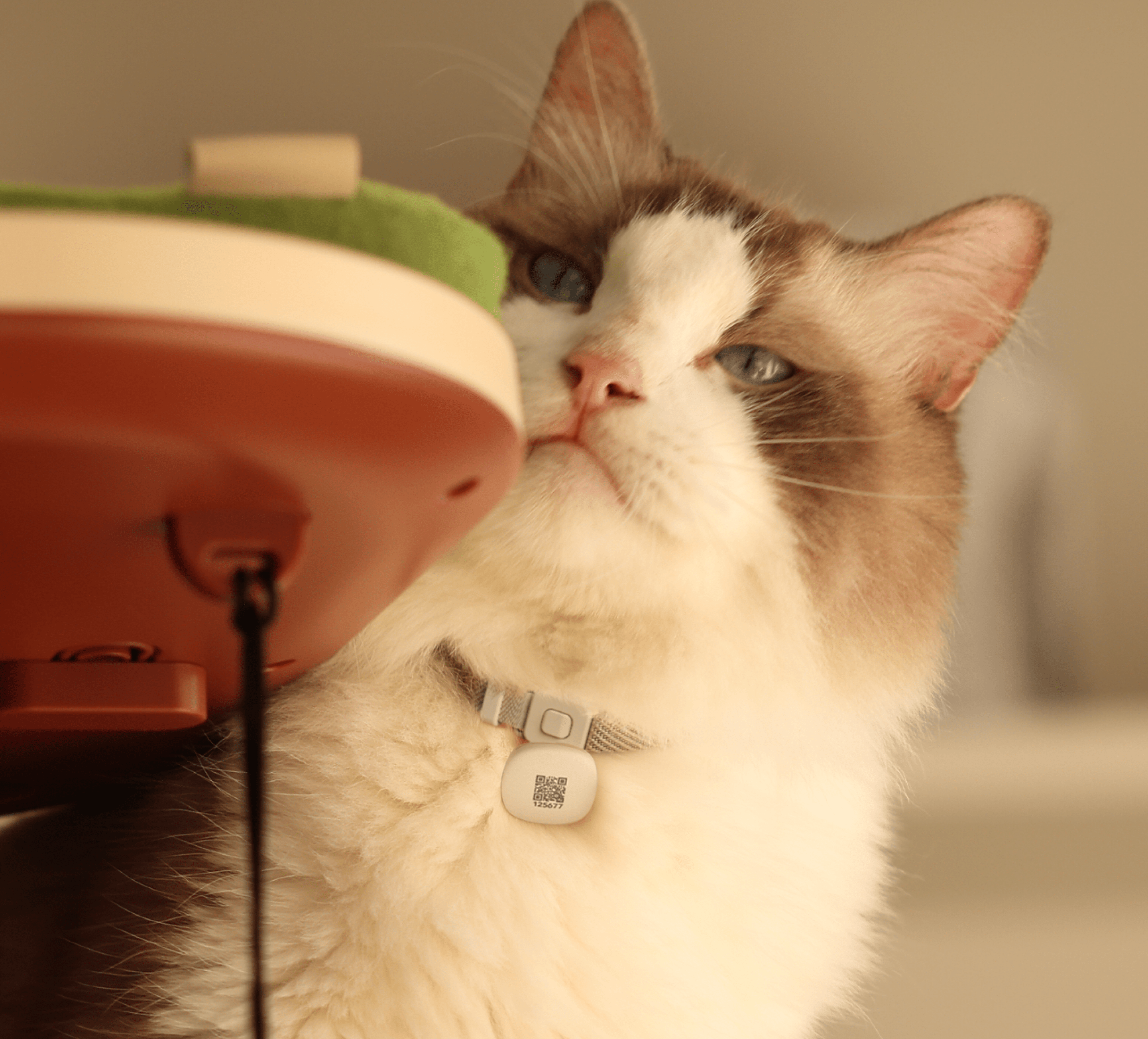 Petlibro PETLIBRO pet fountain close-up with white and brown cat drinking from pink spout, indoor hydration feeder scene