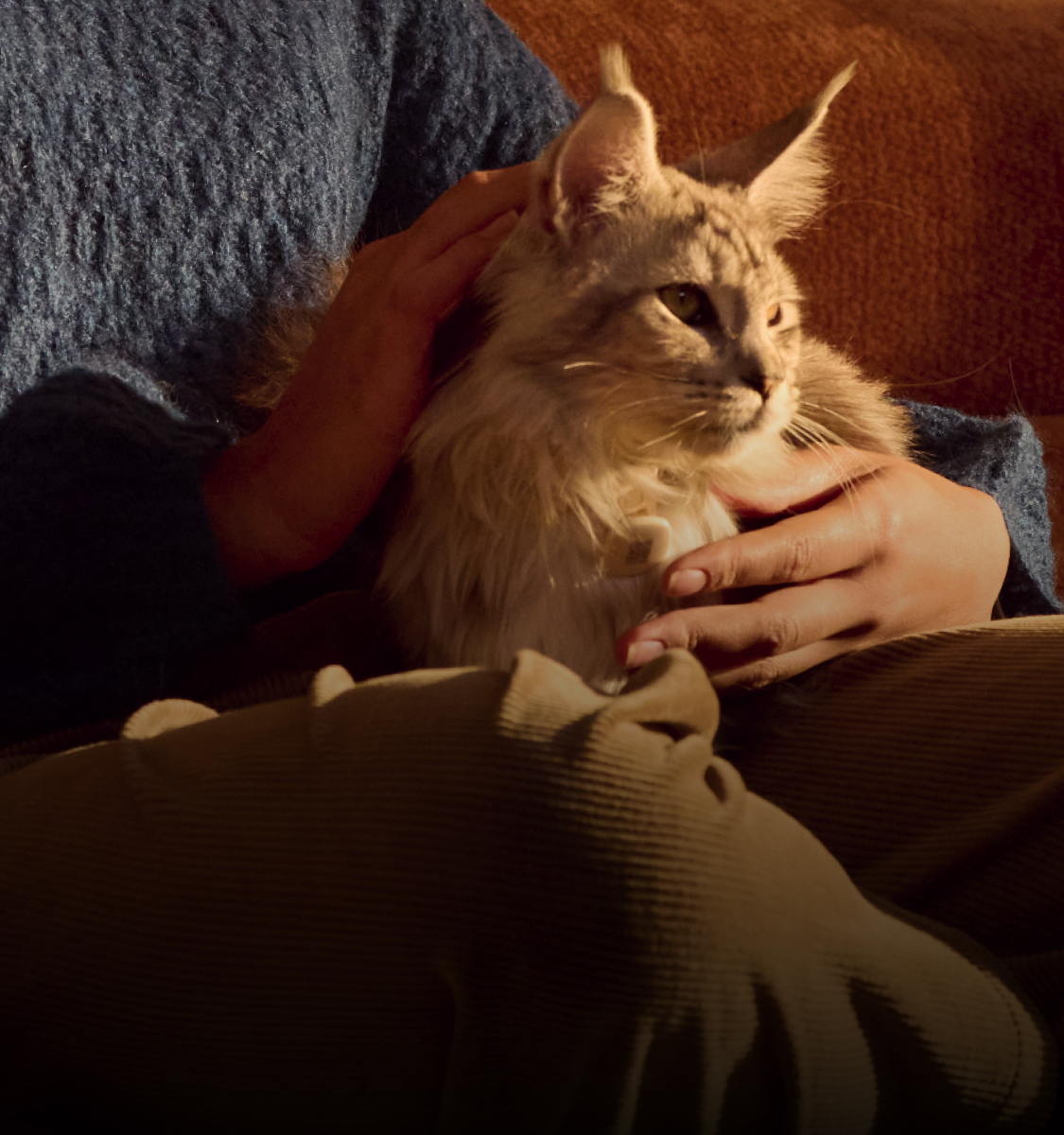 Petlibro cozy lifestyle photo of a fluffy gray cat being petted on a sofa, no Petlibro Luma odor control luma smart litter box shown