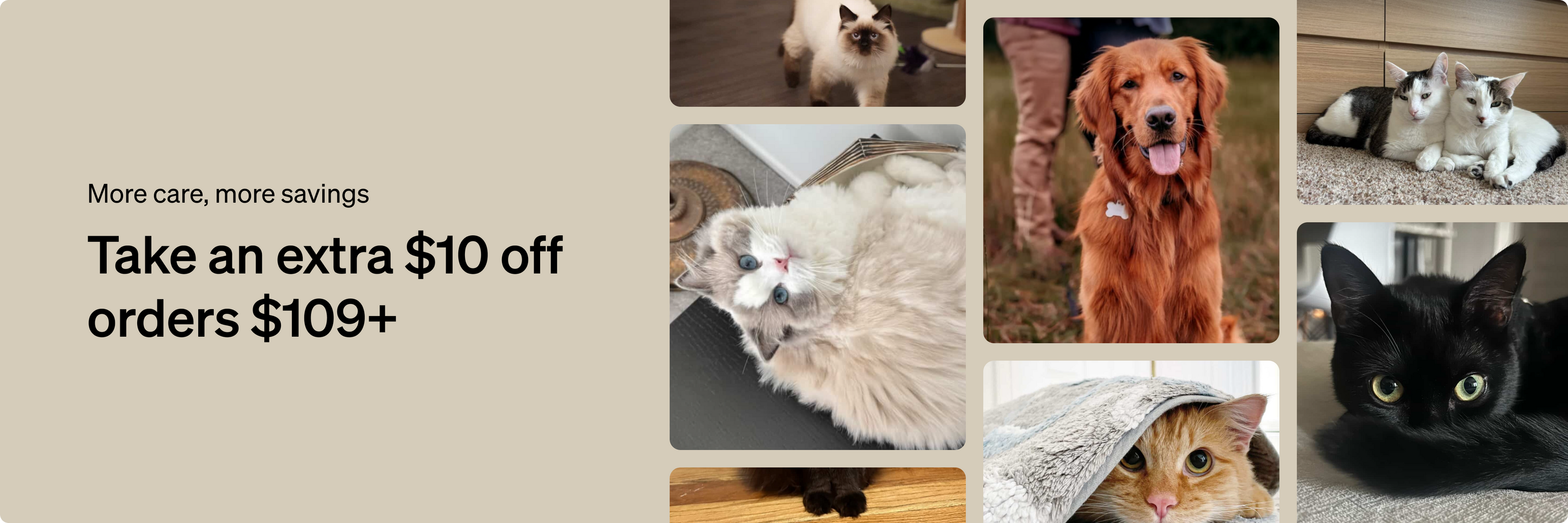 Petlibro promo banner: “Take an extra $10 off orders $109+” with photos of cats and a dog; Petlibro Luma odor control luma smart litter box automatic self cleaning litter box litter box deodorizer best litter box for odor control