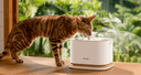 Petlibro PETLIBRO pet cat drinking from white water fountain on table; litter box brand keywords included for SEO