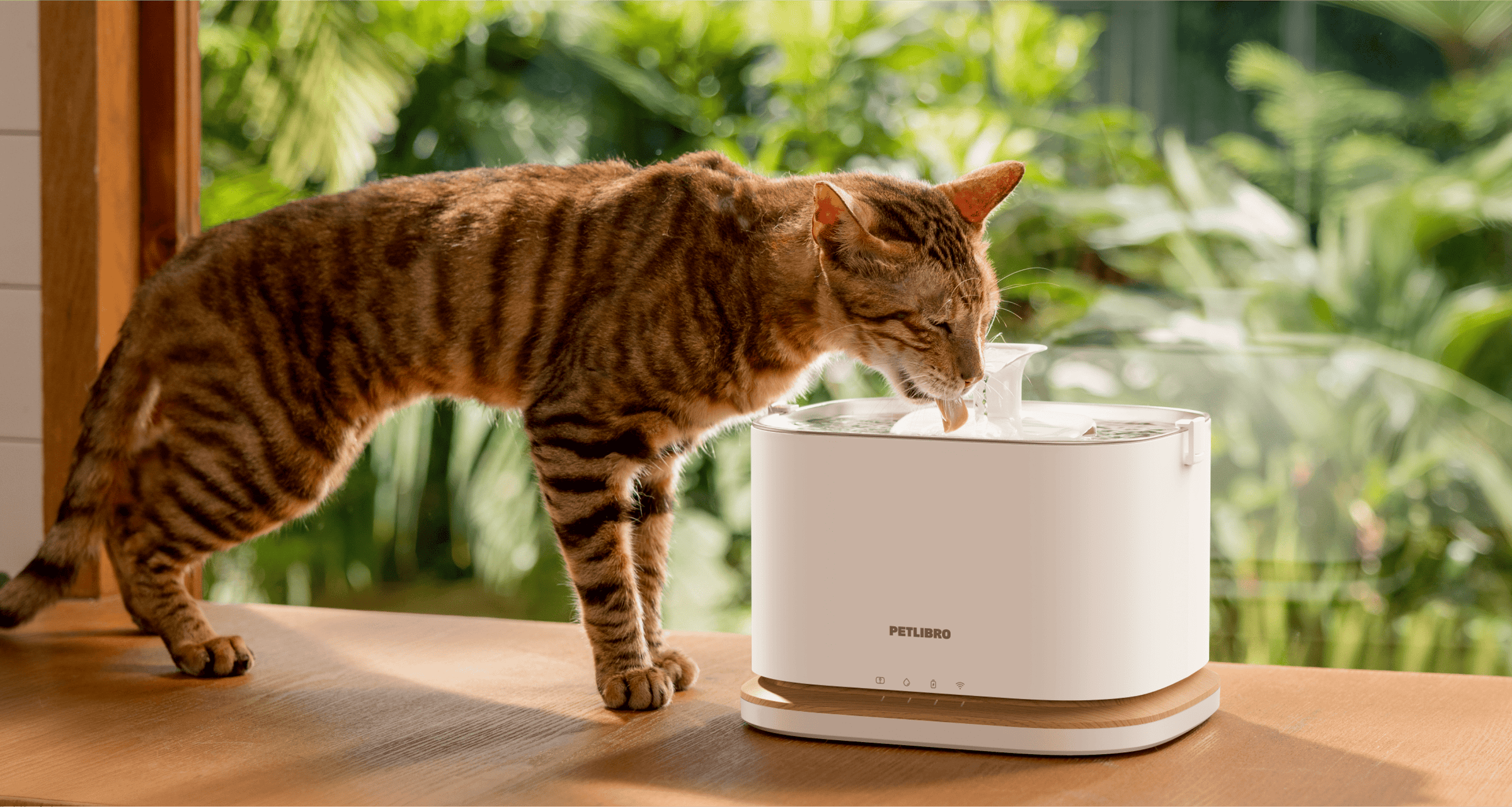 Petlibro PETLIBRO pet cat drinking from white water fountain on table; litter box brand keywords included for SEO