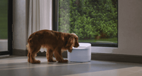Capsule Dog Fountain & Space Dog Feeder Bundle