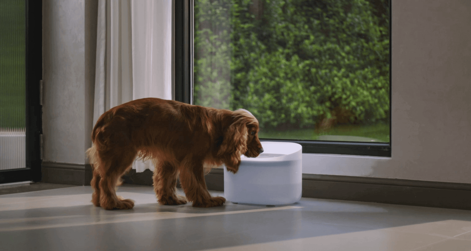 Petlibro Capsule Dog Fountain - Main Image