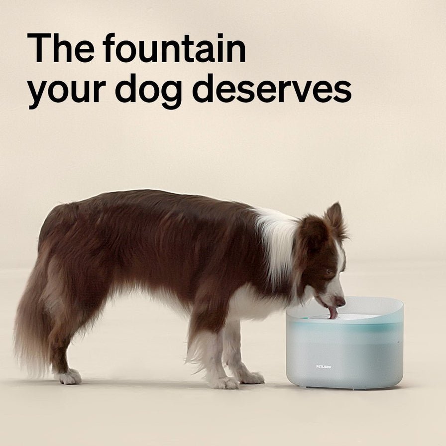 capsule dog fountain, petlibro dog fountain, dog water fountain, drinking, best, outdoor