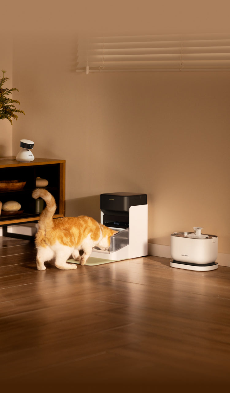 Petlibro automatic pet feeder in white and black, dispensing food to a cat in a modern living room setting.