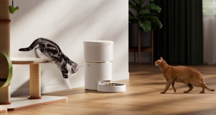 Space Smart Feeder - PETLIBRO