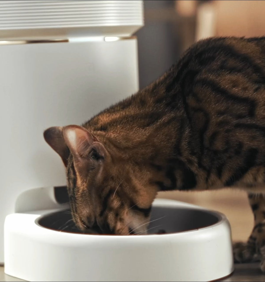 Space Smart Feeder - PETLIBRO