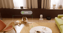 Video cloud AI - PETLIBRO