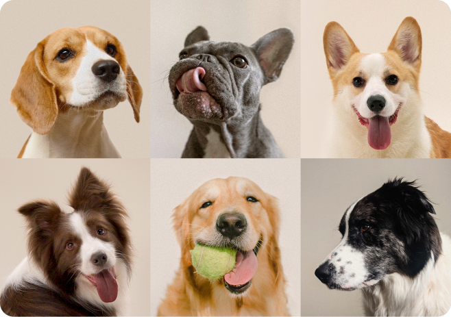 capsule dog fountain, petlibro dog fountain, dog water fountain, drinking, best, outdoor