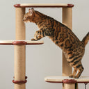 INFINITY Cat Tree Basic modules - PETLIBRO