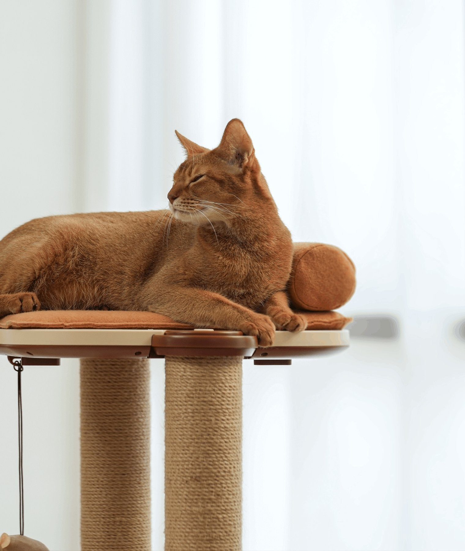 Pets at home outlet cat towers